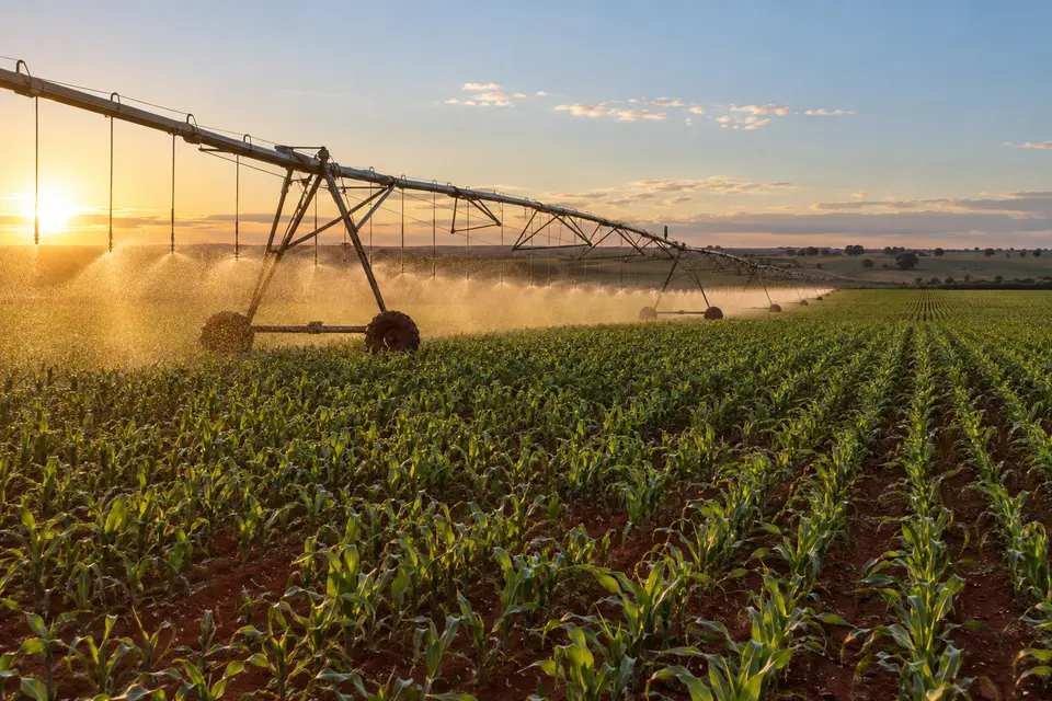 Pivô central de irrigação molhando uma lavoura de milho ao pôr do sol