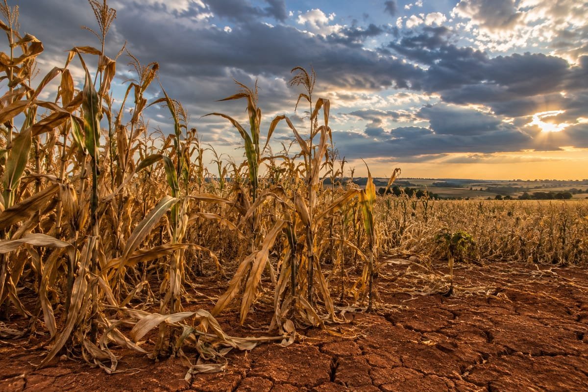 Milharal seco sobre solo de terra rachada, sob um céu de nuvens e sol baixo